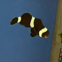 Black Darwin Clown Fish (aqua cultured)