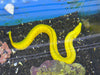 Brazilian Banana Moray Eel
