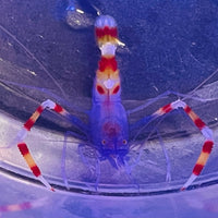 Rare Blue Coral Banded Shrimp