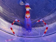 Rare Blue Coral Banded Shrimp