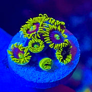 Infinity Corona Zoanthids Frag