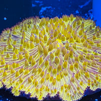 Golden Fungia Coral Lg 4”