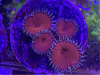 Red Death Paly Zoanthids