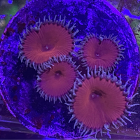 Red Death Paly Zoanthids