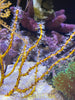 Yellow Gorgonian