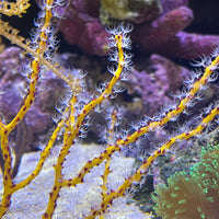 Yellow Gorgonian