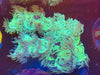 MD Australian Elegance Coral