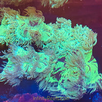 MD Australian Elegance Coral