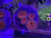 Red Death Paly Zoanthids