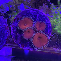 Red Death Paly Zoanthids