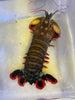 Peacock Mantis Shrimp 4-5” WYSIWYG