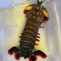 Peacock Mantis Shrimp 4-5” WYSIWYG