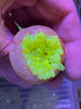 Toxic Yellow Ultra Bubbletip Anemone