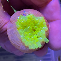 Toxic Yellow Ultra Bubbletip Anemone