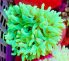 Neon Green Color Tip Bubbletip Anemone 3-5”