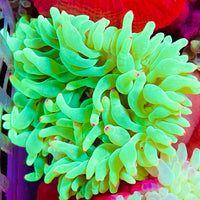 Neon Green Color Tip Bubbletip Anemone 3-5”