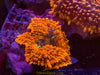 Orange Rhodactis Mushroom - asst’d