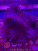 XL ROYAL Purple collector’s H. Aurora- Beaded Anemone RARE