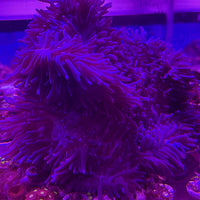 XL ROYAL Purple collector’s H. Aurora- Beaded Anemone RARE