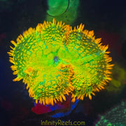 Tequila Sunrise Mushroom Coral