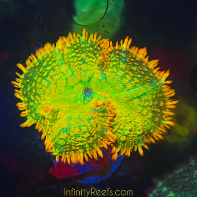 Tequila Sunrise Mushroom Coral