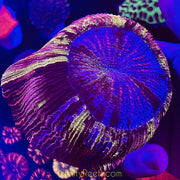 Rare Color Wellso Brain Coral