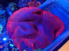 12-14” Red Haddoni Carpet Anemone