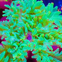 Neon Green Color Tip Bubbletip Anemone 3-5”