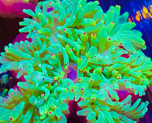 Neon Green Color Tip Bubbletip Anemone 3-5”