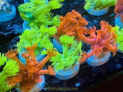 Goniopora 2-pack Red/Highlighter