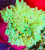 Neon Green Color Tip Bubbletip Anemone 3-5”