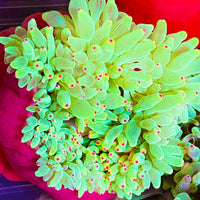 Neon Green Color Tip Bubbletip Anemone 3-5”