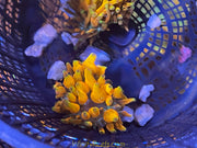 Arizona Sunset Bubble Tip Anemone