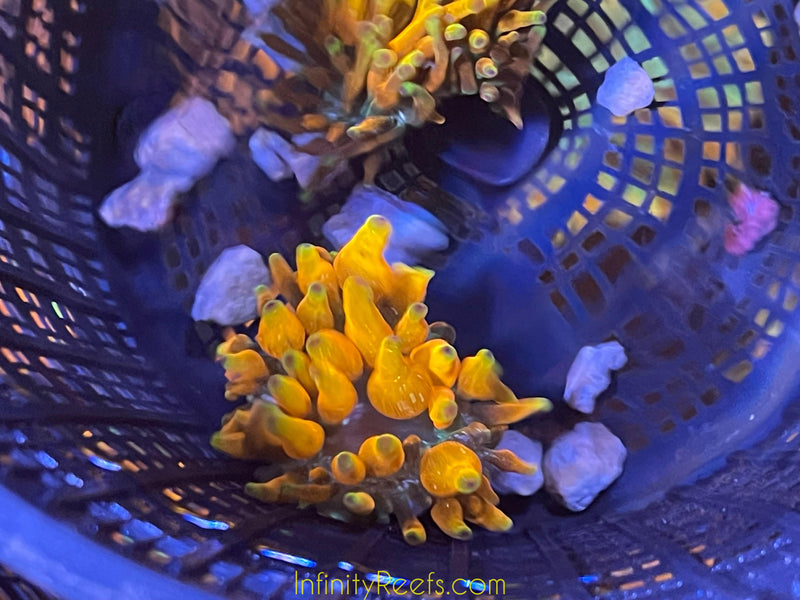 Arizona Sunset Bubble Tip Anemone | Infinity Reefs