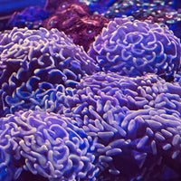 Australian Pink Hammer Coral