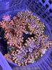 Tridacna Squamosa Clam 3”