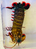 Peacock Mantis Shrimp 4-5” WYSIWYG