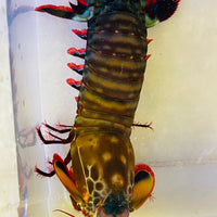 Peacock Mantis Shrimp 4-5” WYSIWYG