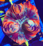 Wellso Brain, multicolor