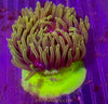 Bali “unknown” Anemone “highlighter foot”