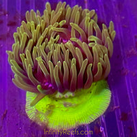 Bali “unknown” Anemone “highlighter foot”