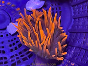 Sherman Bubble Tip Anemone