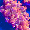 Acid Washed Red Bubbletip Anemone - AquaCultured