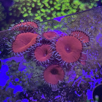 Red Death Paly Zoanthids