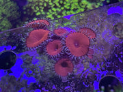 Red Death Paly Zoanthids