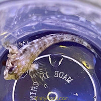 Molly Miller Blenny