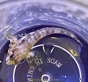 Molly Miller Blenny