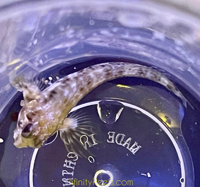 Molly Miller Blenny