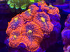 Unique Mushroom Colony - Ultra Color