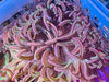 Peppermint Long Tentacle Anemone